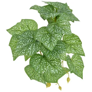 Komodo Standing Begonia Plant 5 inch