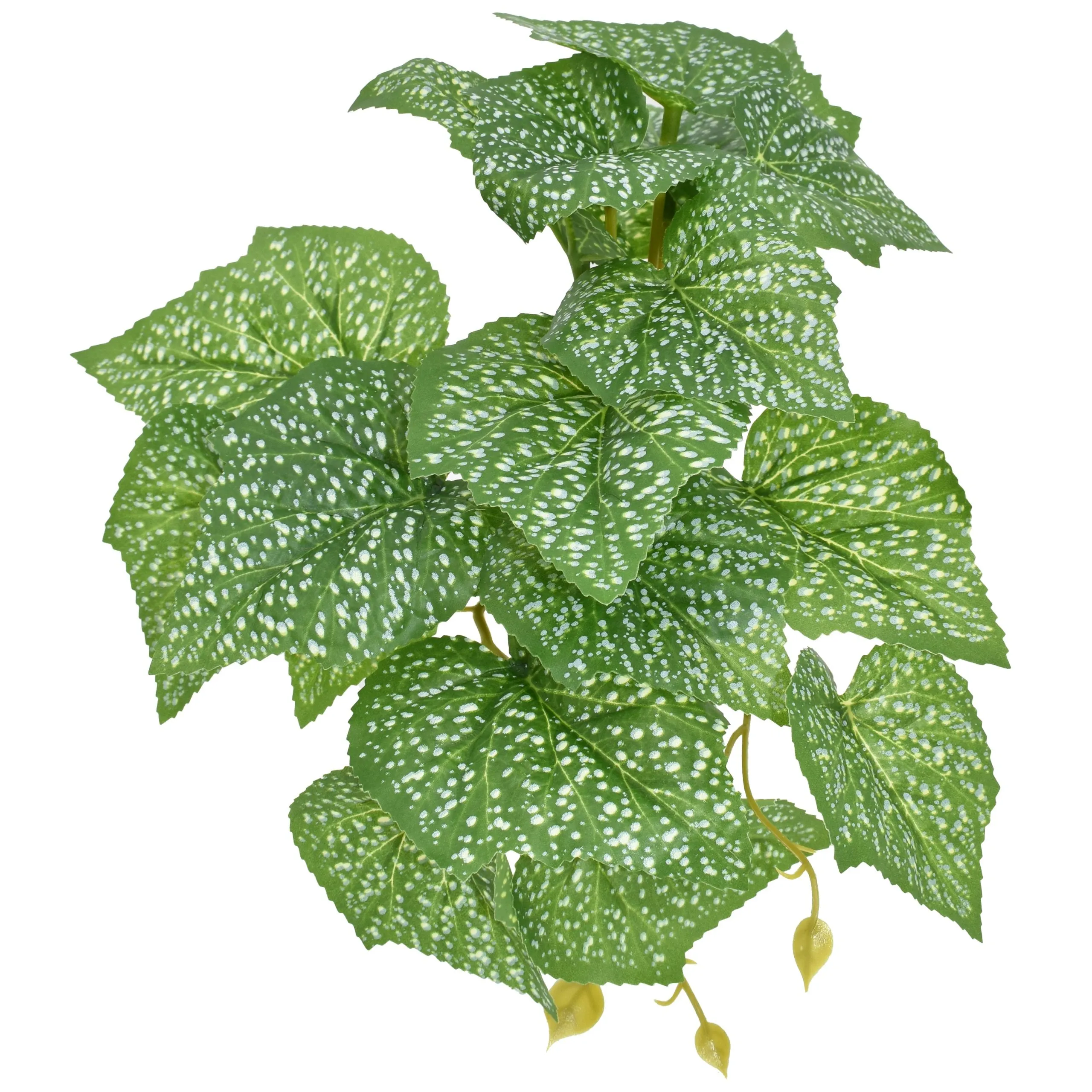 Komodo Standing Begonia Plant 5 inch