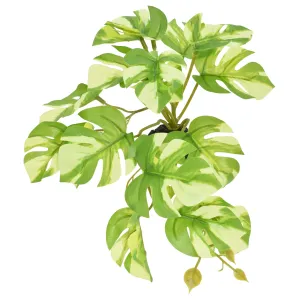 Komodo Standing Variegated Monstera Plant 5 inch