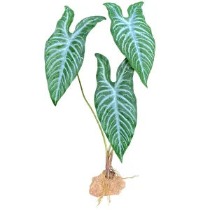 Komodo White Vein Standing Plant 18 inch