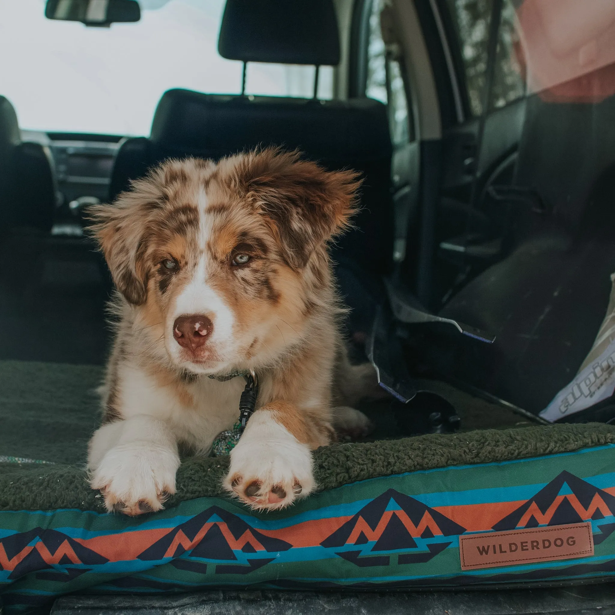 Memory Foam Dog Bed